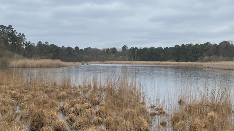 Englemere Pond nature reserve, 
