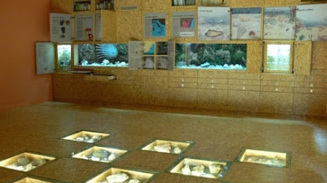 Museo Paleontologico Silvio Lai, 