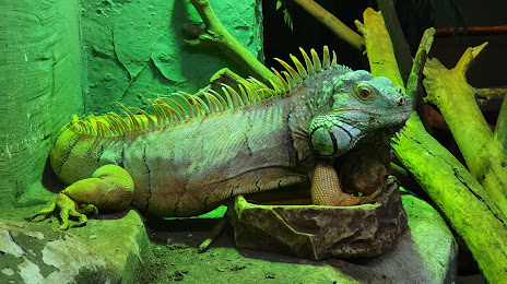 Welt der Reptilien-Der Zoo, Torgau
