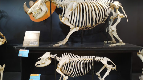 Veterinary Anatomy Museum of FMVZ USP, 