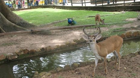La Guaricha Zoo, Maturin