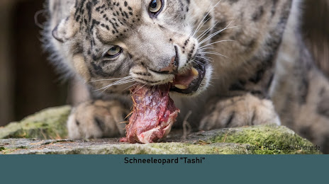 Felidae Wildkatzen- und Artenschutzzentrum Barnim, Bernau bei Berlin