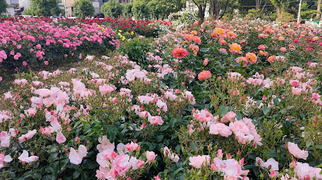 Rose Garden, 