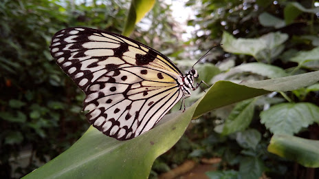 Alaris Schmetterlingspark, Buchholz in der Nordheide