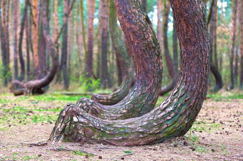 Crooked Forest in Poland (Krzywy Las), Gryfino