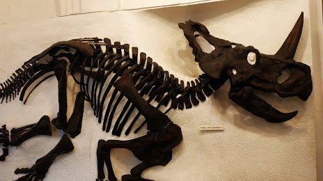Palaeontological Museum, Munich, 