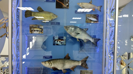 Музей Рыбы, 
