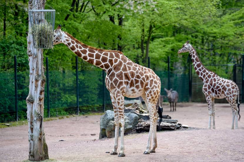 Osnabrück Zoo, Osnabrück