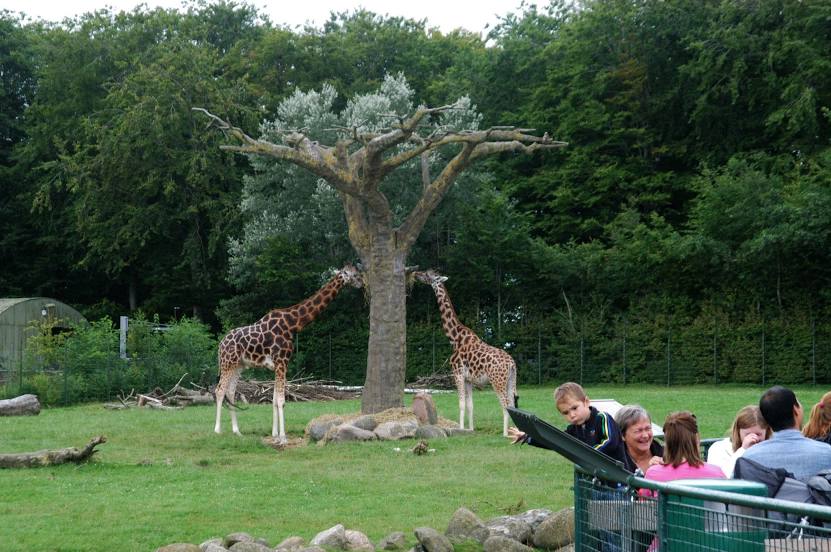 Aalborg Zoo, Aalborg