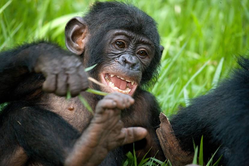Lola ya Bonobo, Kinşasa