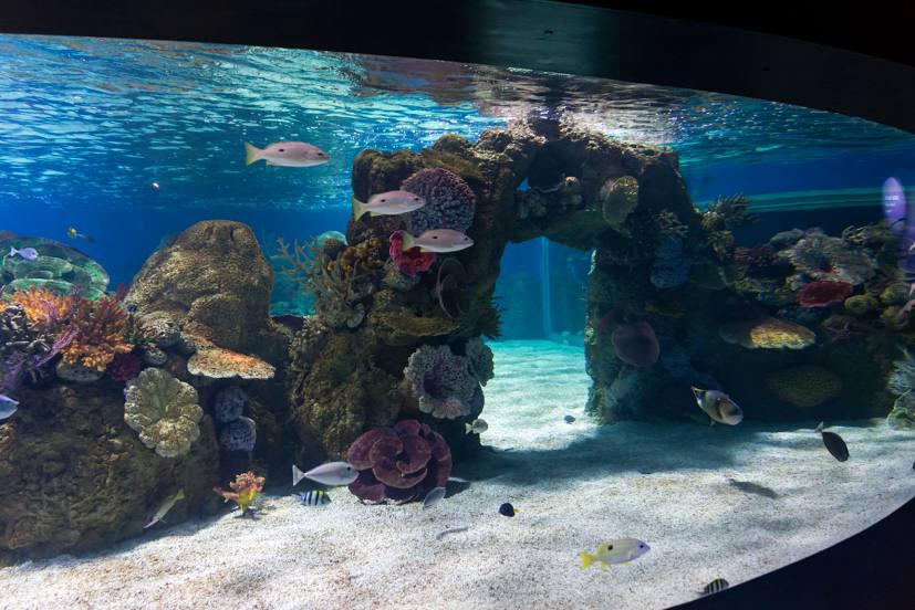 Israel Aquarium, 