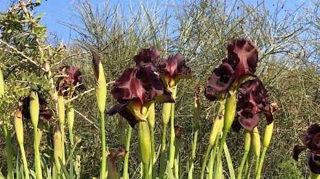 Iris Reserve, Νετάνια