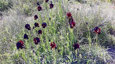 Prirodnyj park irisov v Netanii, 