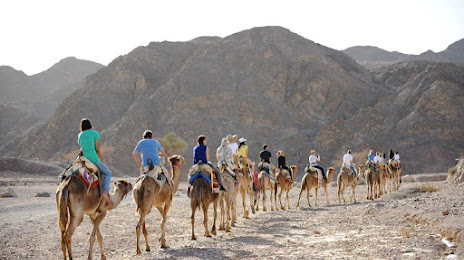 Camel Ranch- Eilat, Ελάτ