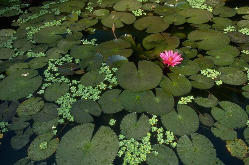 Lotus Pond, 