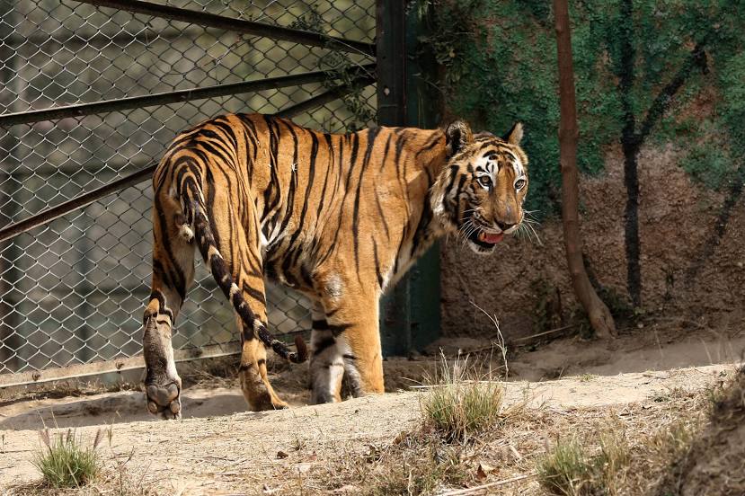 Nahargarh Biological Park, 