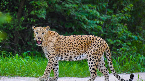 Jhalana leopard safari park, 