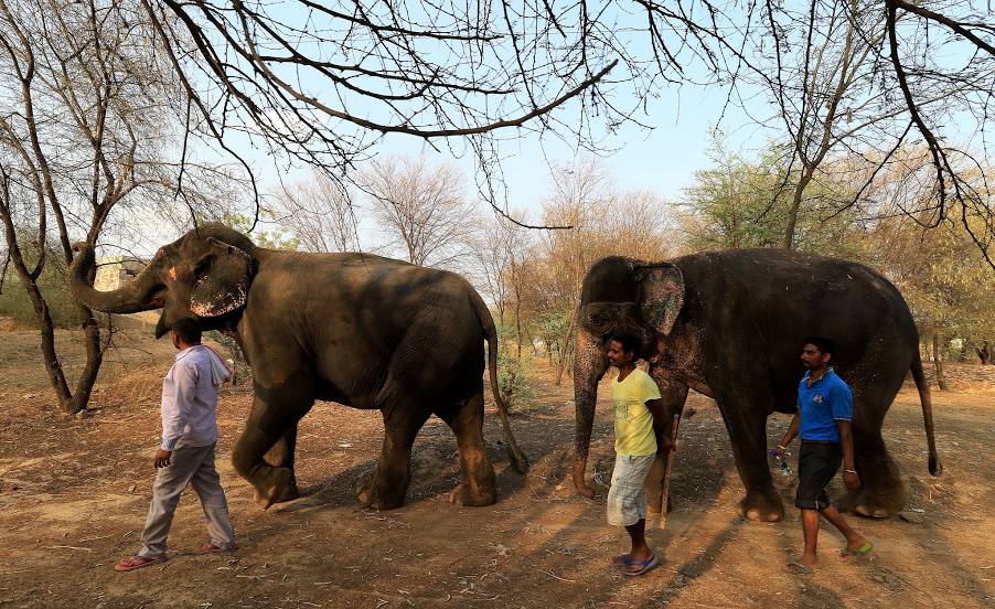 Elephant Village, 