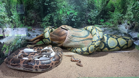 Chennai Snake Park Trust, Τσενάι