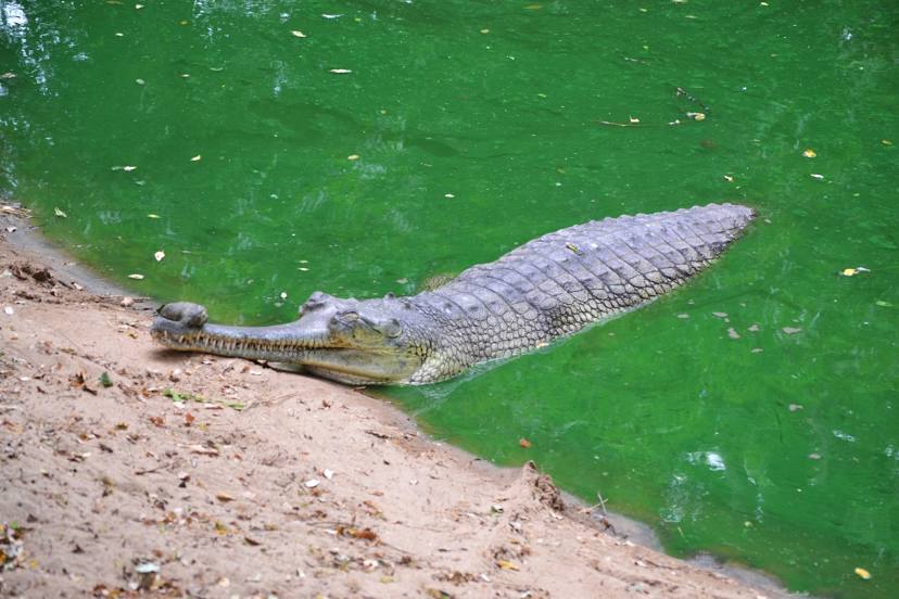 The Madras Crocodile Bank Trust and Centre for Herpetology, 