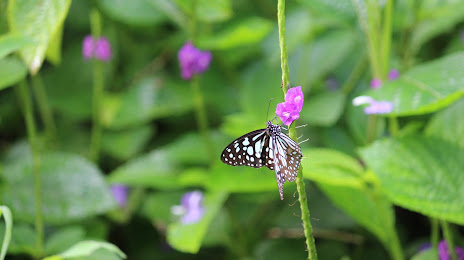 Ovalekar Wadi Butterfly Garden, 