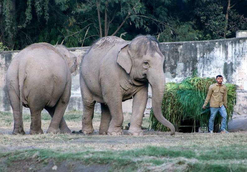 M.C. Zoological Park, Chhat Bir Zoo, Zirakpur, Τσαντιγκάρ