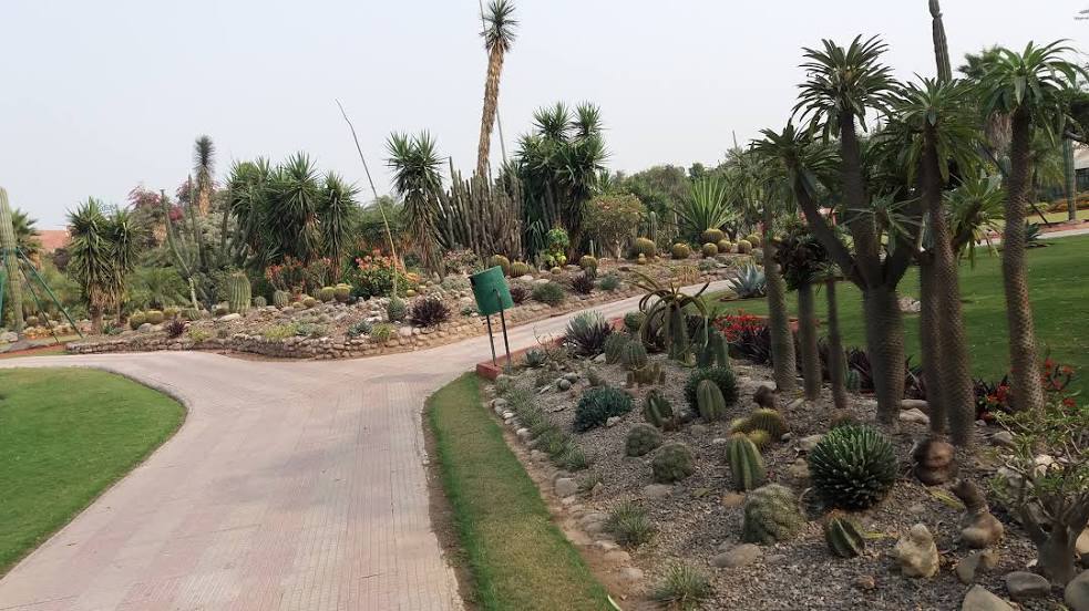 Cactus Garden, Τσαντιγκάρ