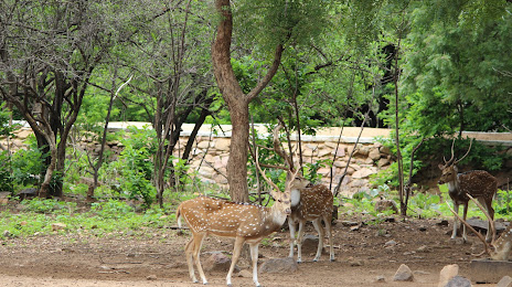 Shamirpet Deer Park, 