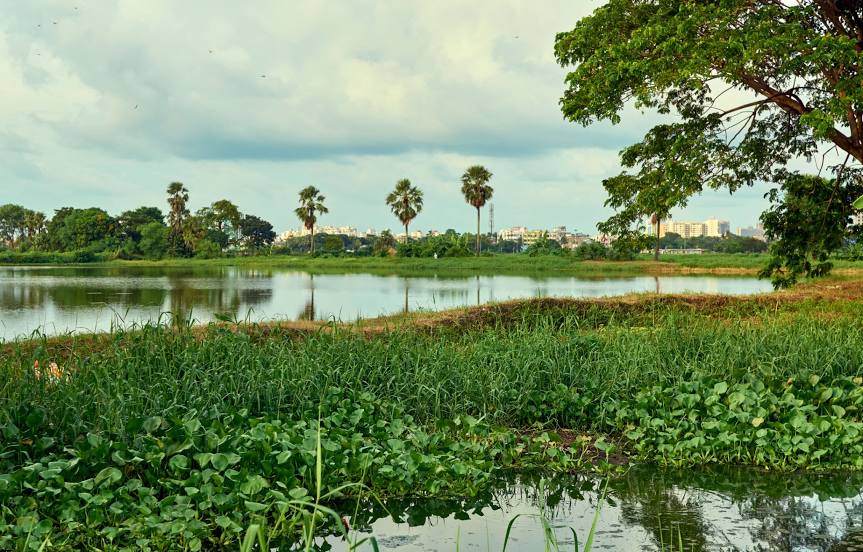 East Calcutta Wetlands, 