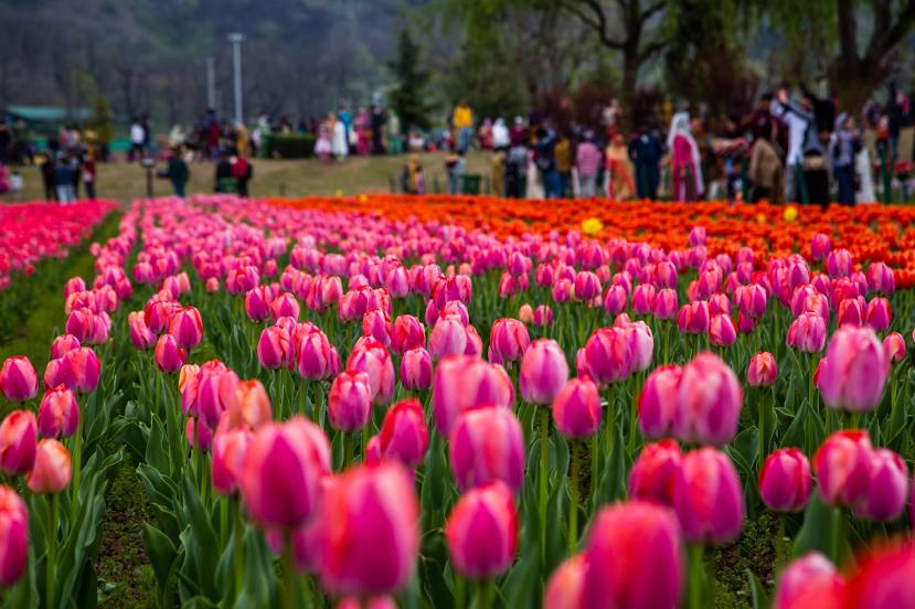 Indira Gandhi Memorial Tulip Garden, 