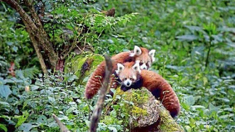 Sikkim Himalayan Zoological Park, 