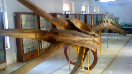 Ratnagiri Marine Fish Museum, Ratnagiri