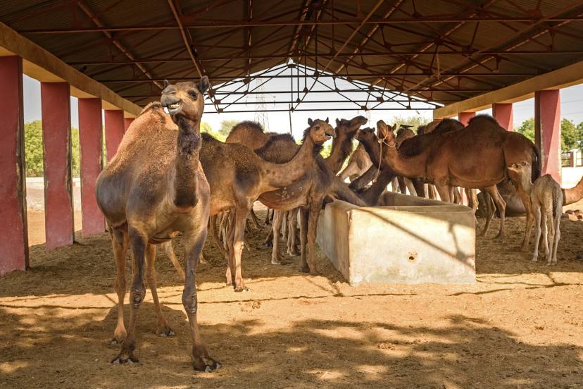 ICAR-National Research Centre on Camel, Bikaner
