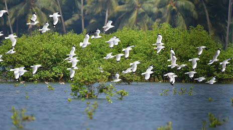 Kadalundi Bird Sanctuary, Κοχικόδε