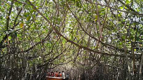 Mangrove Forest, 