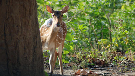 Book Jungle Safari in Rajaji National Park & Tiger Reserve, 