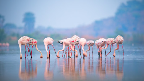 Thane Creek Flamingo Sanctuary, 
