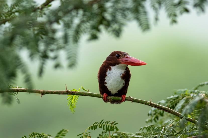 Keoladeo National Park, Ghana Bird Sanctuary, 