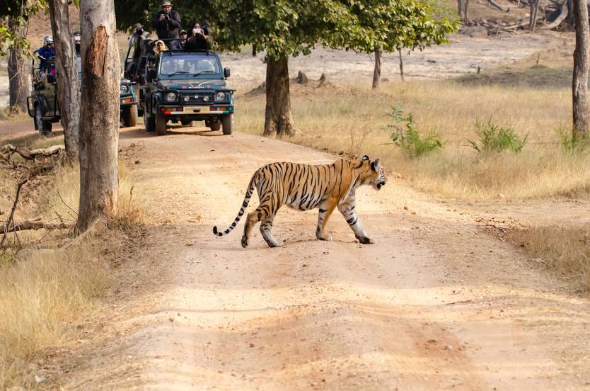 Pench National Park, 