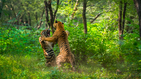 Panna Tiger Reserve, Panna