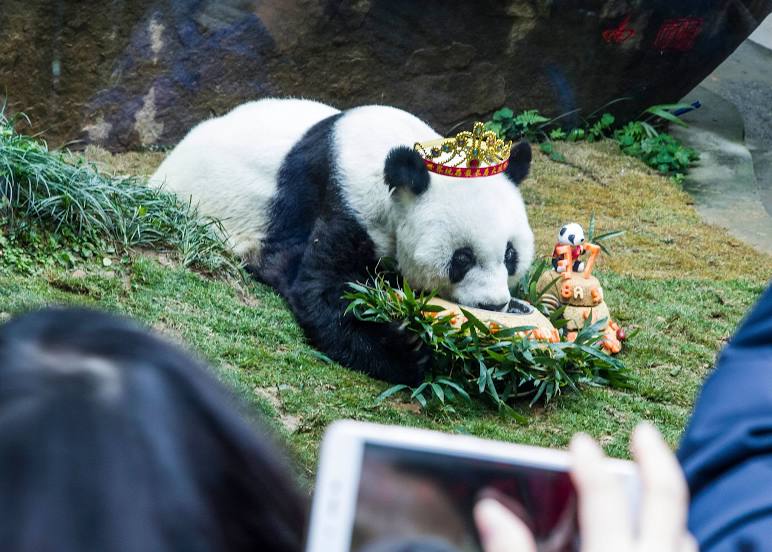 Fuzhou Panda World, Φουτσόου