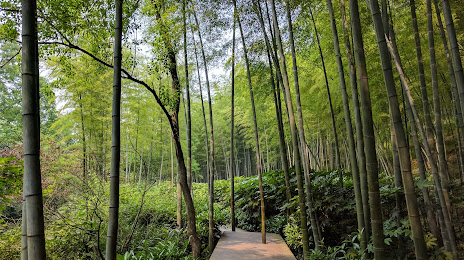 Bamboo Sea Scenic Spot, 