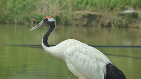 Yancheng Red-Crowned Crane Nature Reserve, 옌청 시