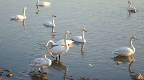Swan Lake Wetland Park, Sanmenxia