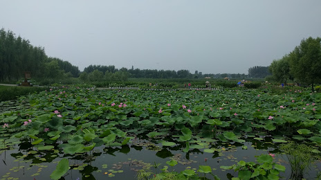 Lotus Lake Wetland Park （South Gate 2）, 톄링 시