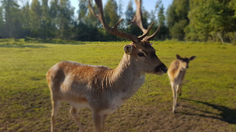 Piemājas zoo BRIEŽI, Salaspils