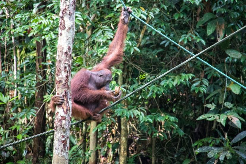 Semenggoh Wildlife Rehabilitation Center, Kuching, Sarawak. (Semenggoh Wildlife Centre), Kuching