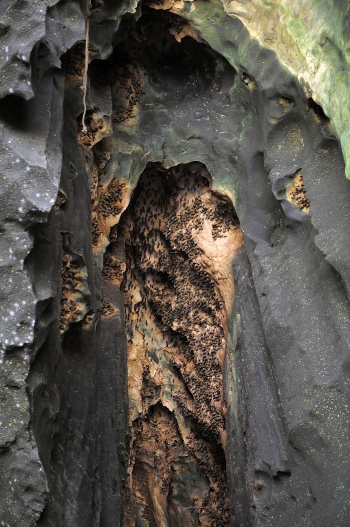 Gomantong Caves (Gua Gomantong), 