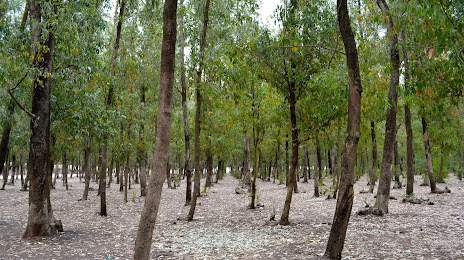 Bouskoura forest, 