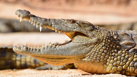 Agadir Crocodile park, 